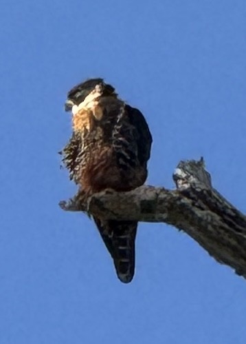 Orange-breasted Falcon - ML659488085