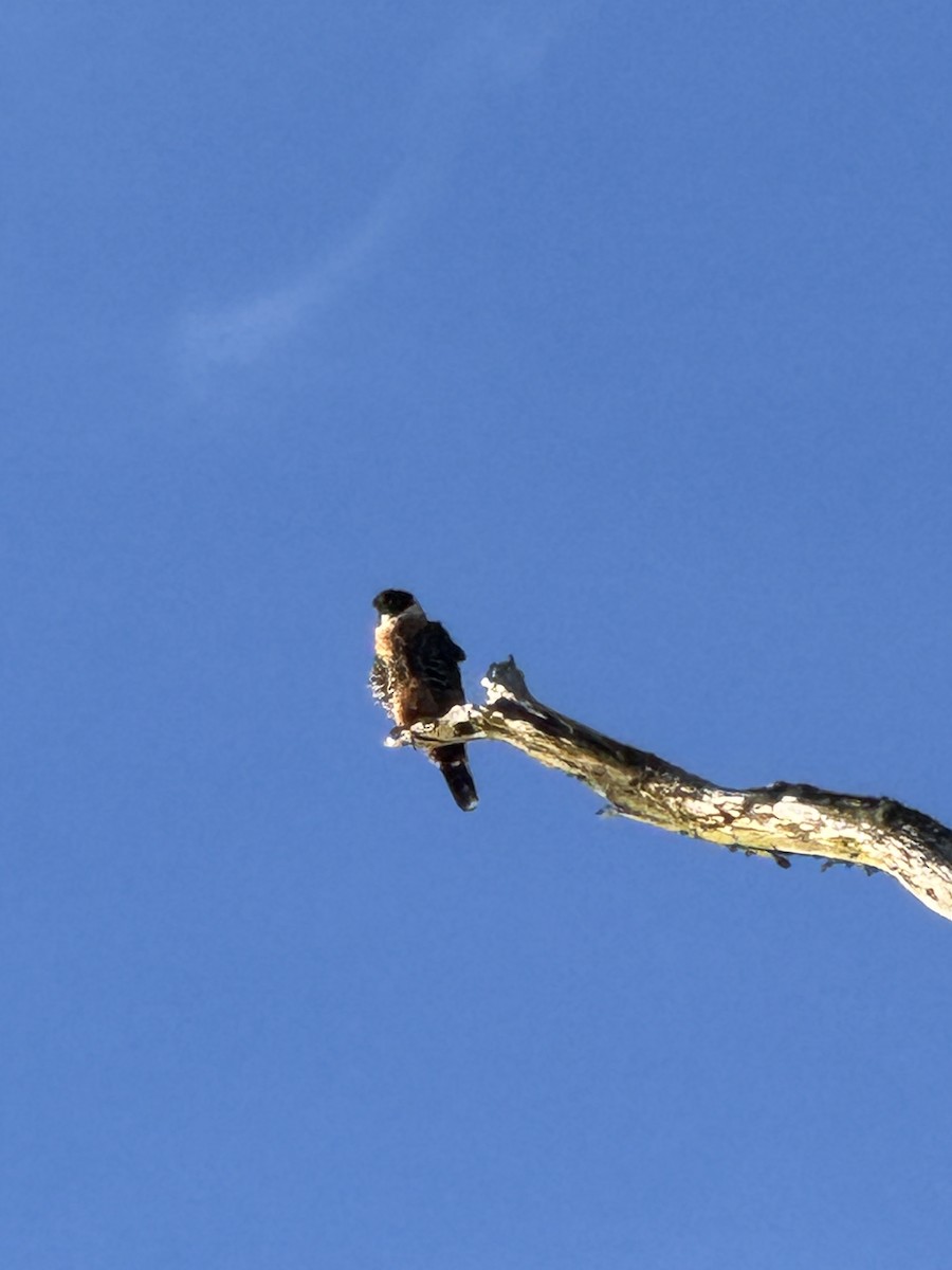 Orange-breasted Falcon - ML659488086