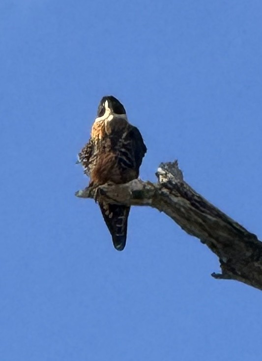Orange-breasted Falcon - ML659488087