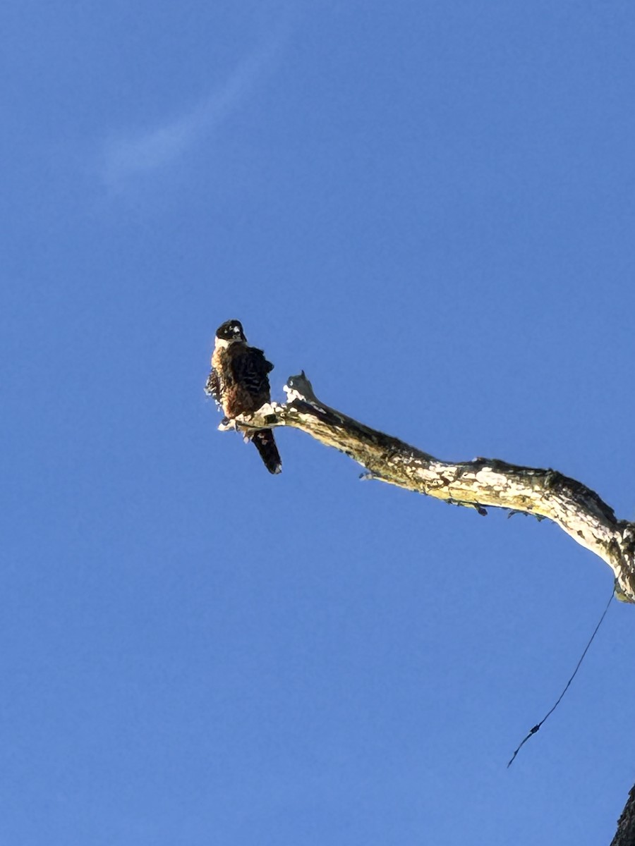 Orange-breasted Falcon - ML659488088