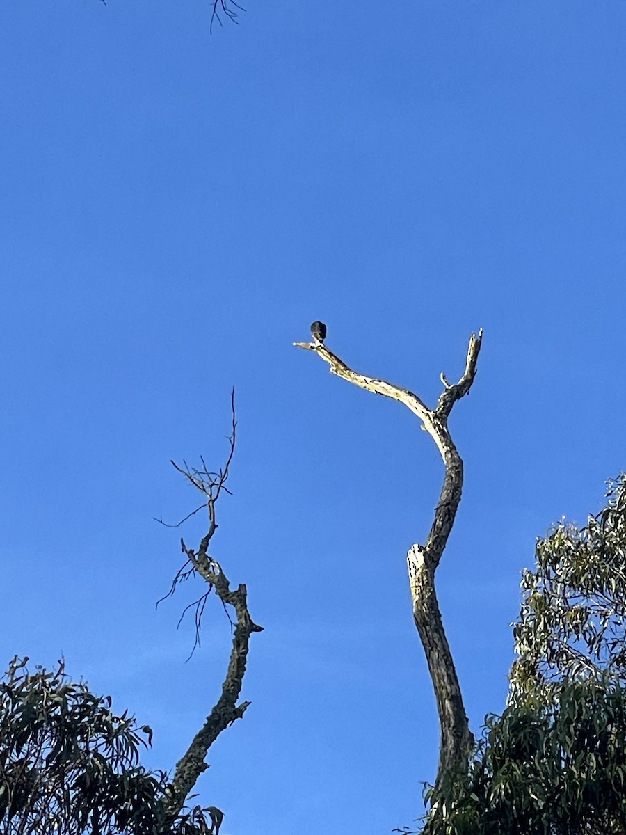 Orange-breasted Falcon - ML659488089