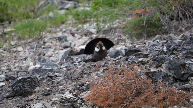 Dusky Grouse - ML659488253