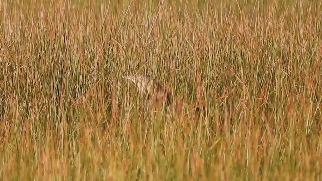 American Bittern - ML659488309