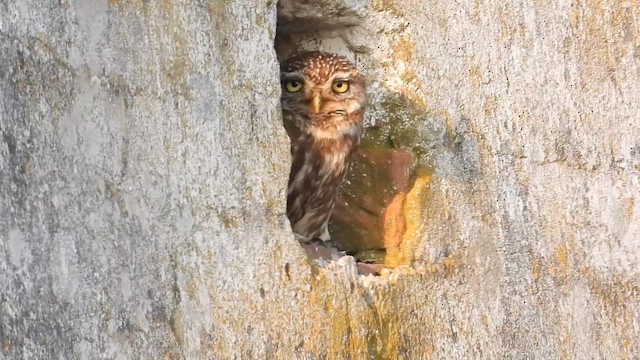 Little Owl - ML659488353