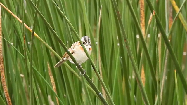 Rufous-collared Sparrow - ML659488407