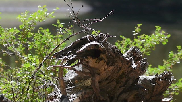 Mountain Chickadee - ML659488445