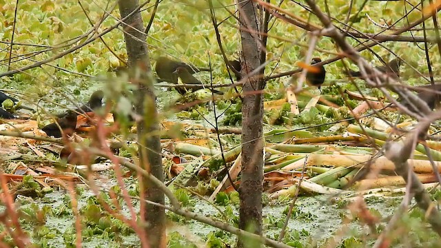 Chestnut-capped Blackbird - ML659488555