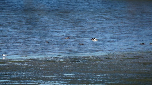 Common Shelduck - ML659488588