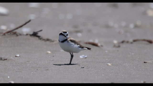 Kentish Plover - ML659489109