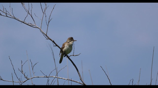 Oriental Reed Warbler - ML659489127
