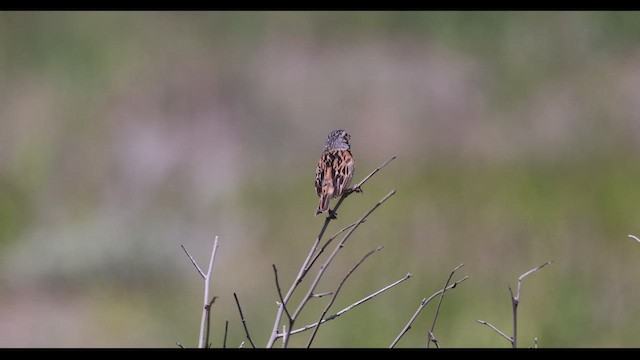 Chestnut-eared Bunting - ML659489187