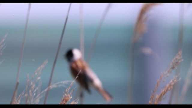 Reed Bunting - ML659489192