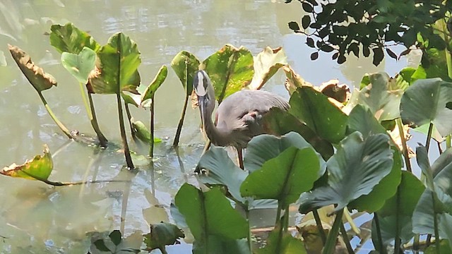 Great Blue Heron - ML659489282