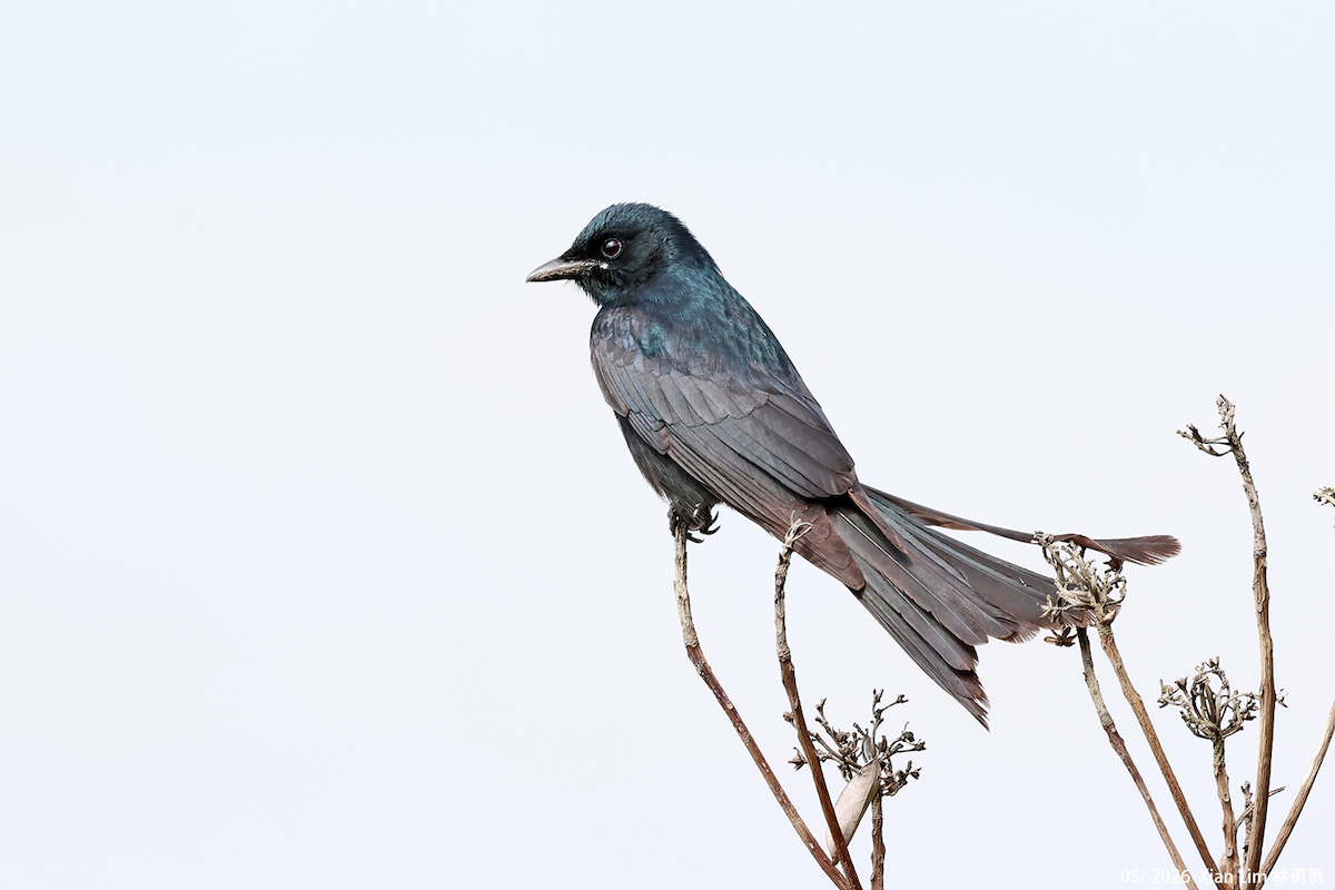 Drongo Real - ML659489453