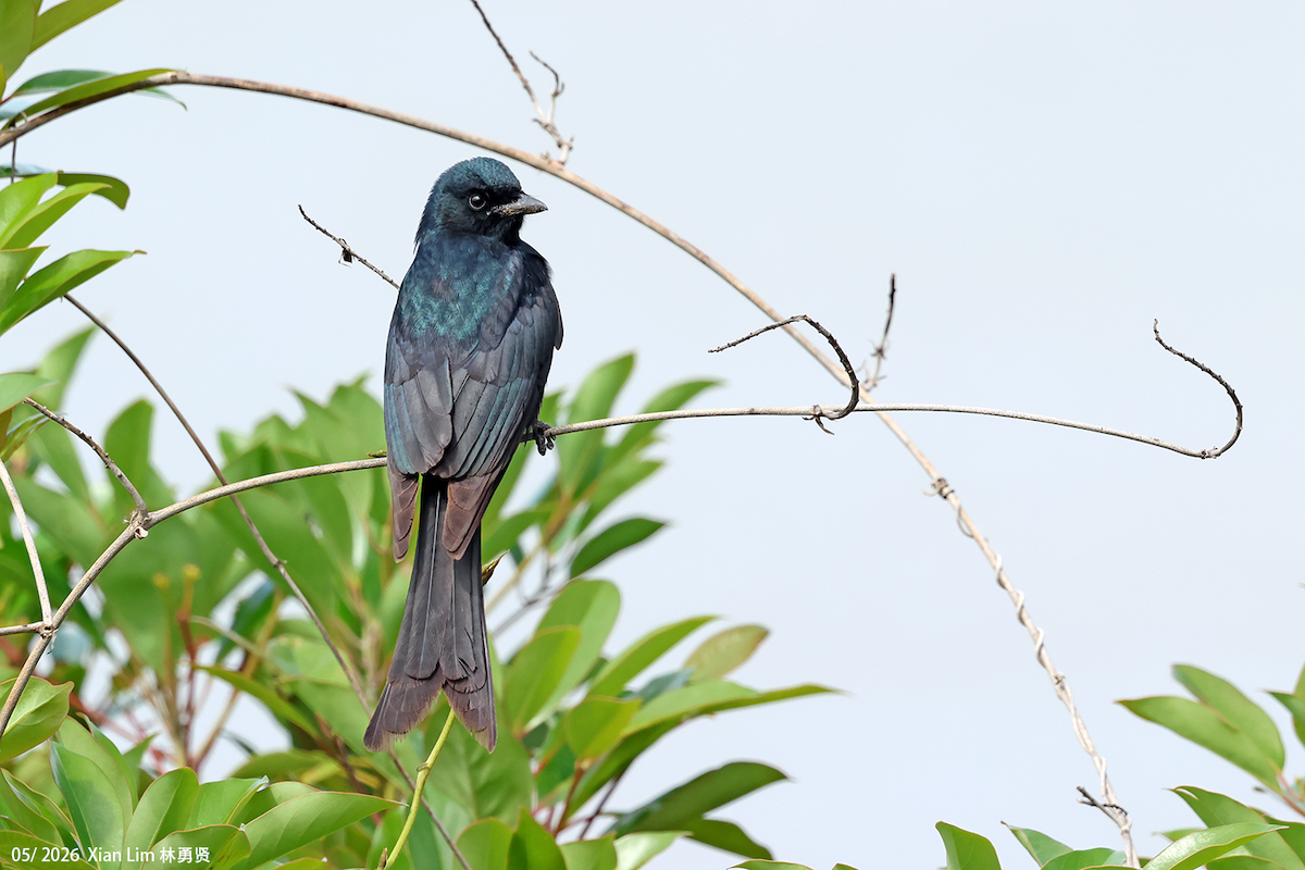 Drongo Real - ML659489454