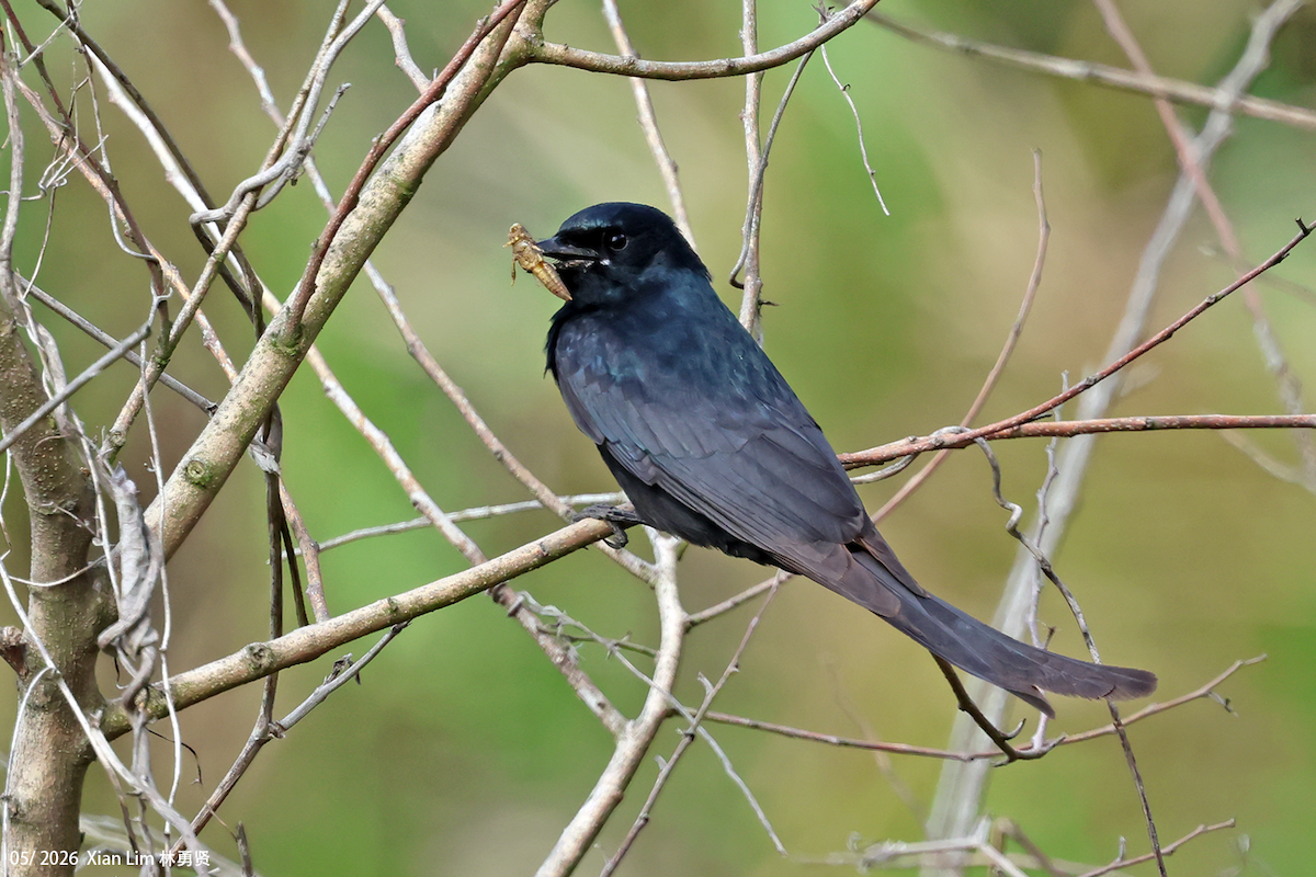 Drongo Real - ML659489455