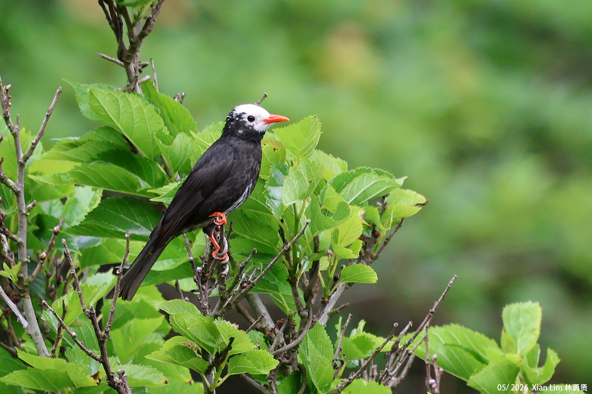 Bulbul Negro (grupo leucocephalus) - ML659489456