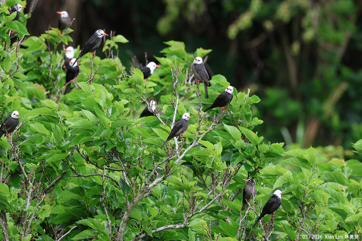 Bulbul Negro (grupo leucocephalus) - ML659489457