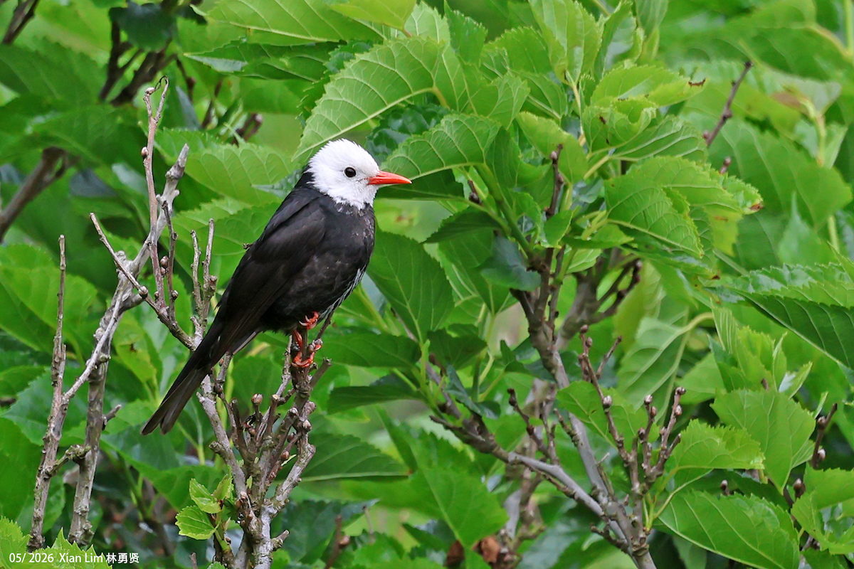 Bulbul Negro (grupo leucocephalus) - ML659489458