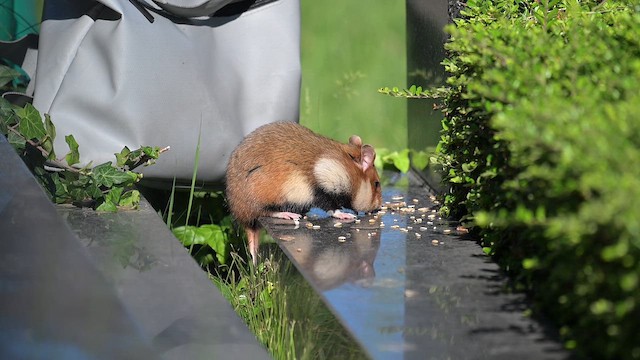 Eurasian Hamster - ML659489942
