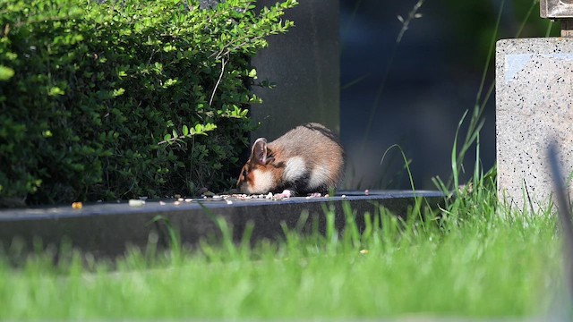Eurasian Hamster - ML659489944