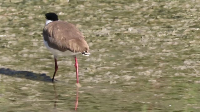 maskevipe (novaehollandiae) - ML659489993