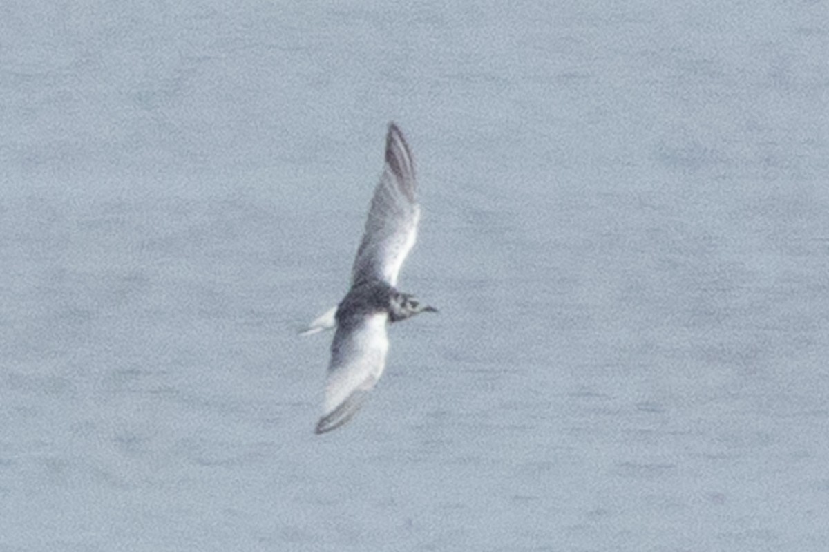 White-winged Tern - ML659490304