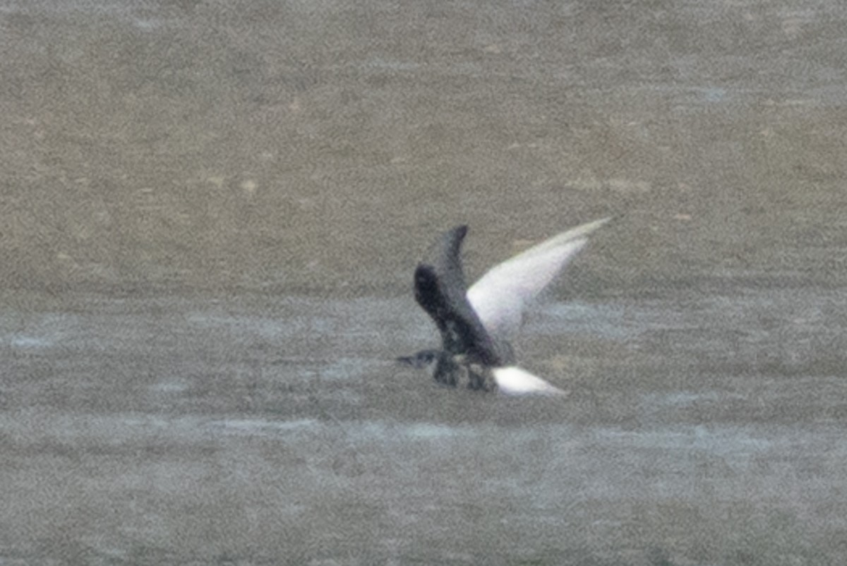 White-winged Tern - ML659490305
