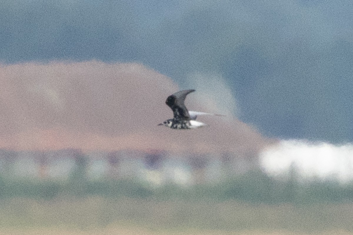 White-winged Tern - ML659490306