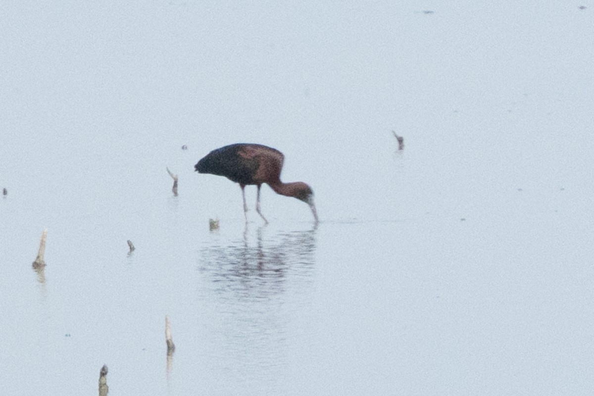 Glossy Ibis - ML659490309