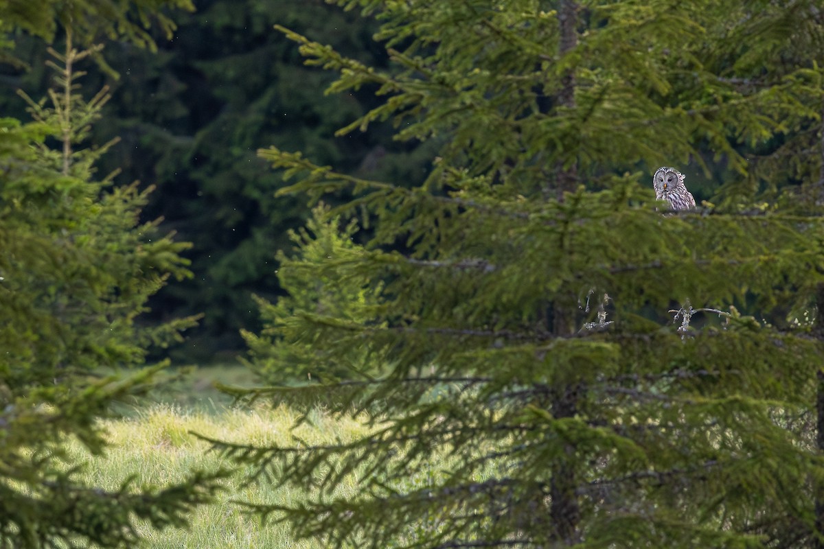 Ural Owl - ML659490322
