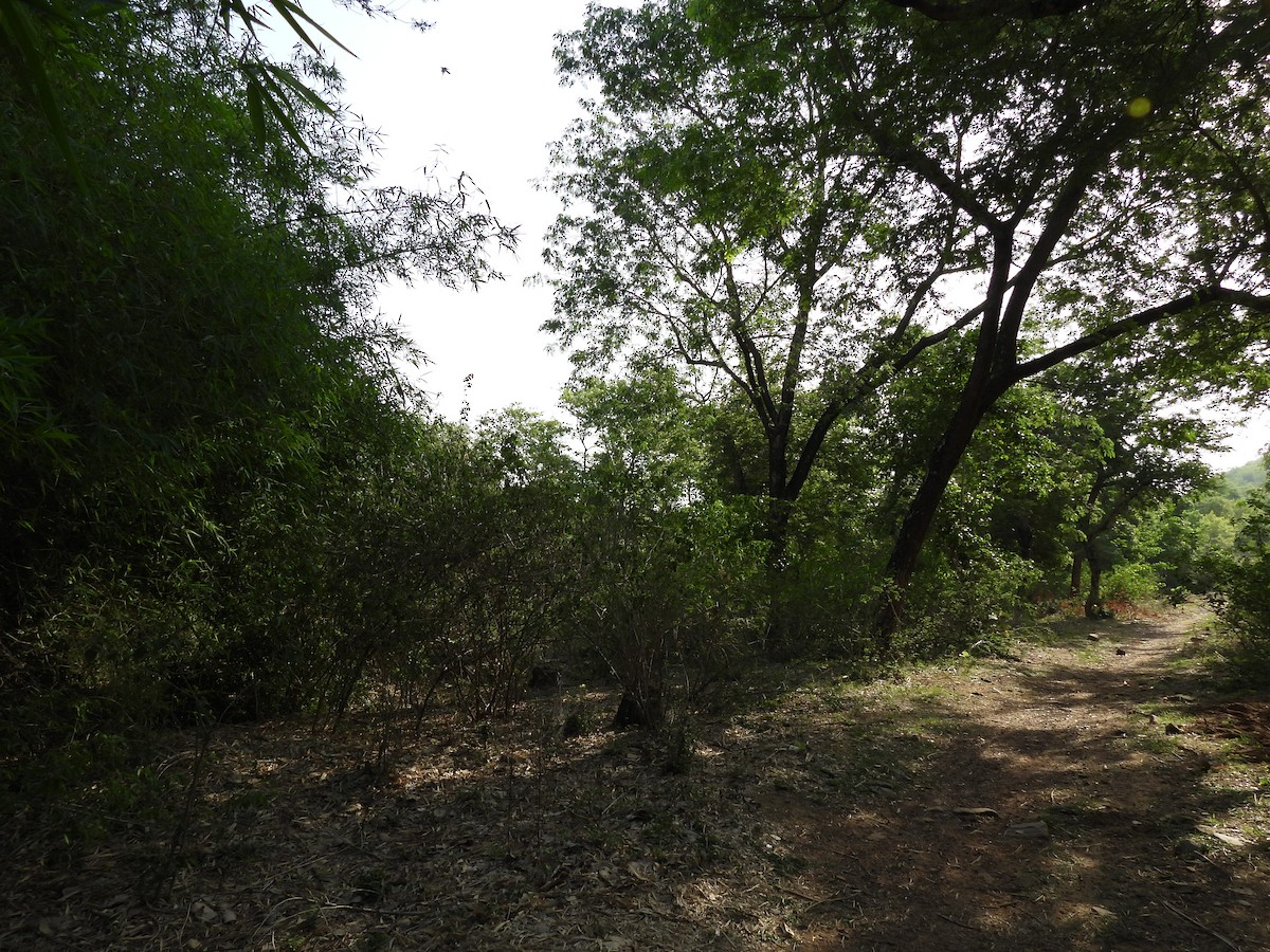 null - ML659490329