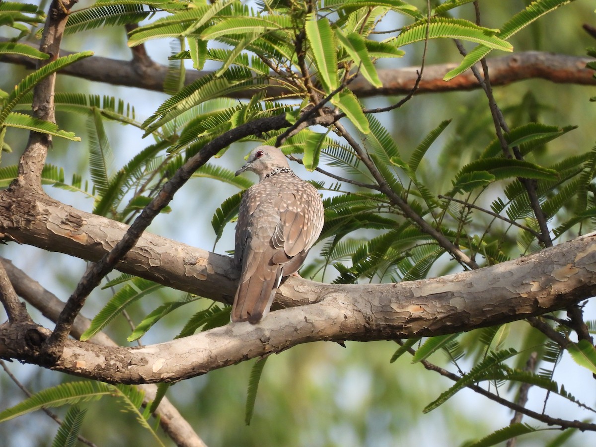 Spotted Dove - ML659490334