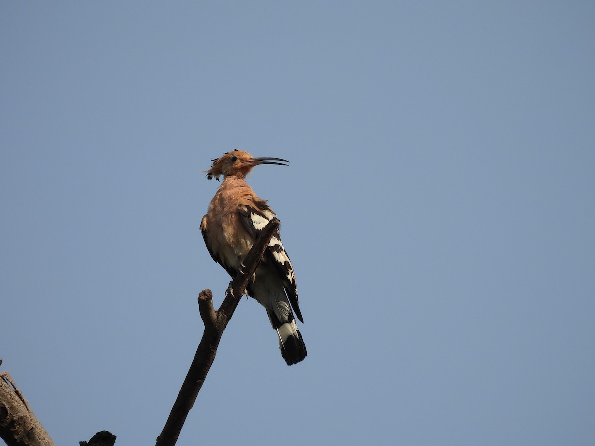 Common Hoopoe - ML659490338