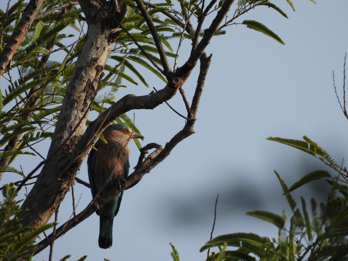 Indian Roller - ML659490342