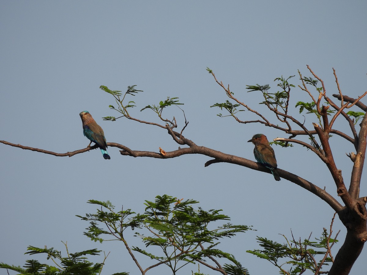 Indian Roller - ML659490344