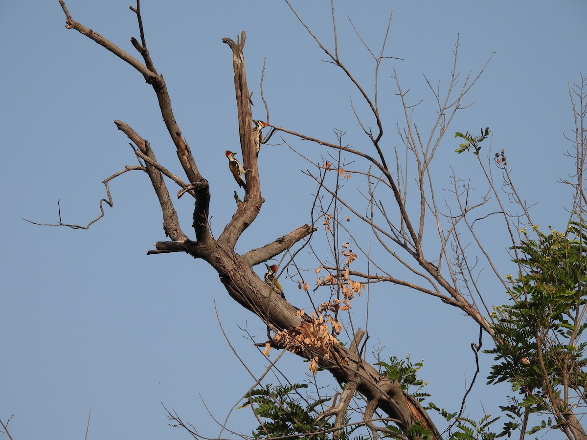 Black-rumped Flameback - ML659490361