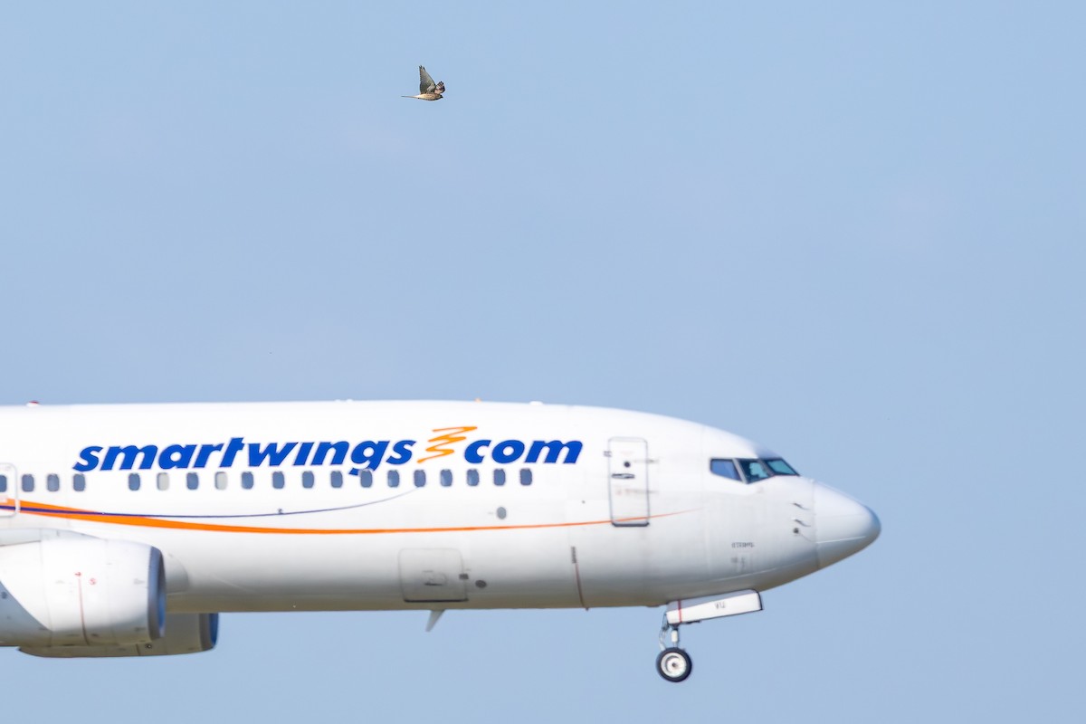 Eurasian Kestrel - ML659490367