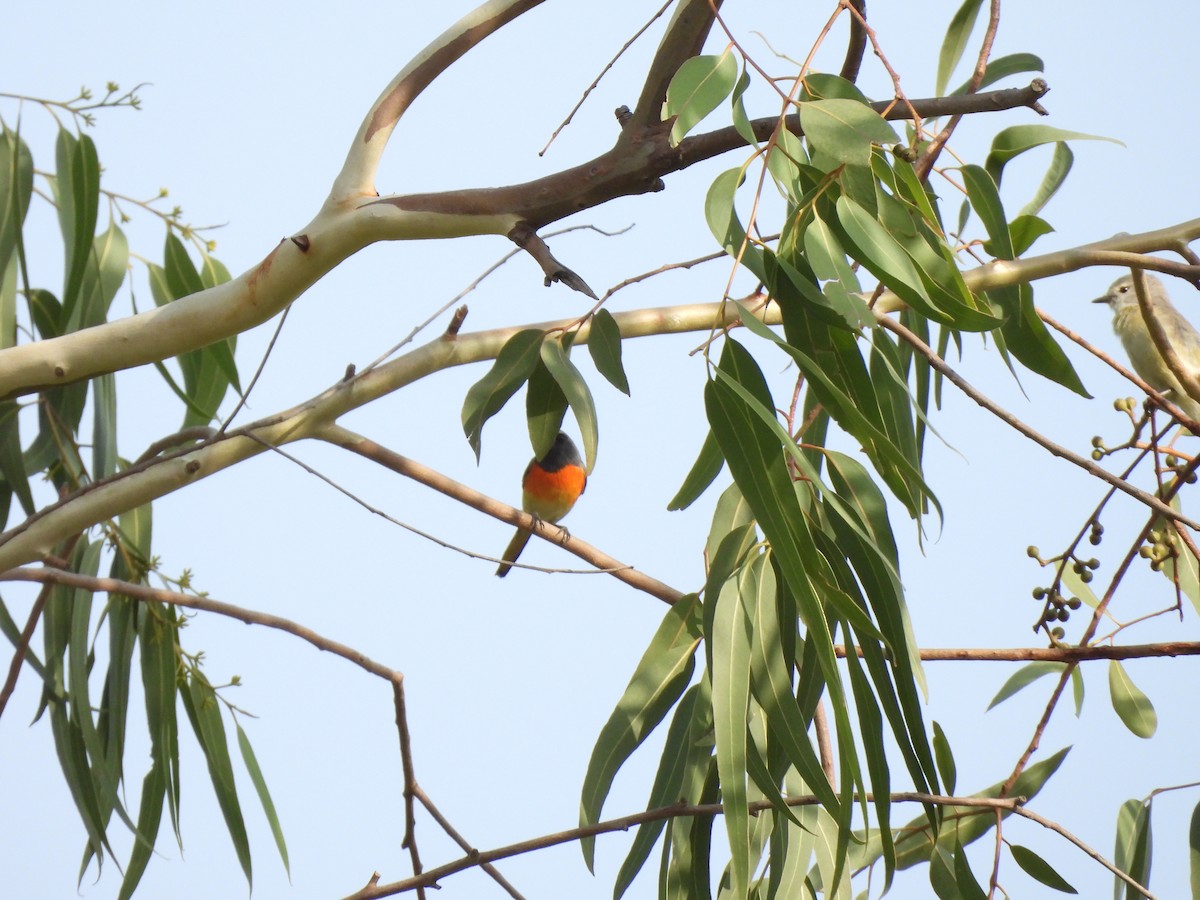 Small Minivet - ML659490375