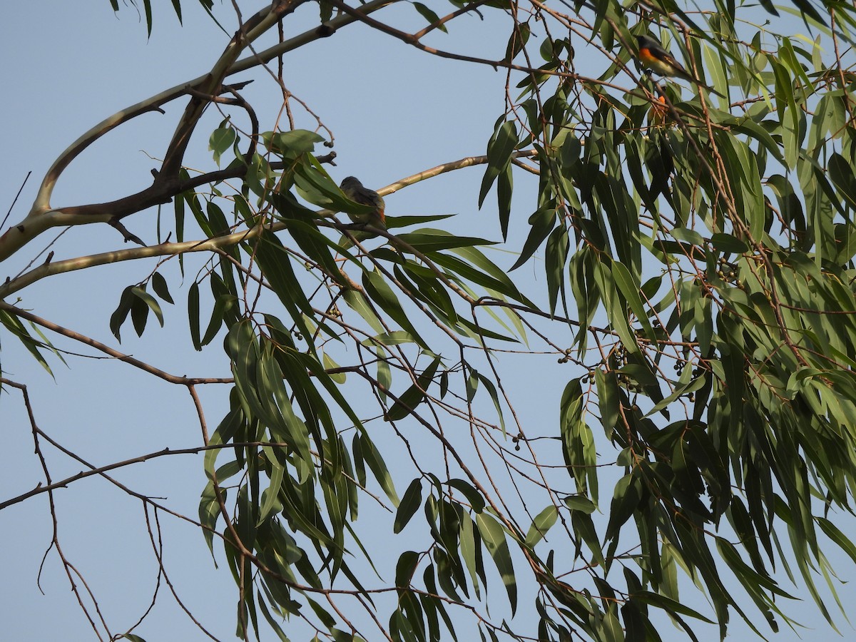 Small Minivet - ML659490381