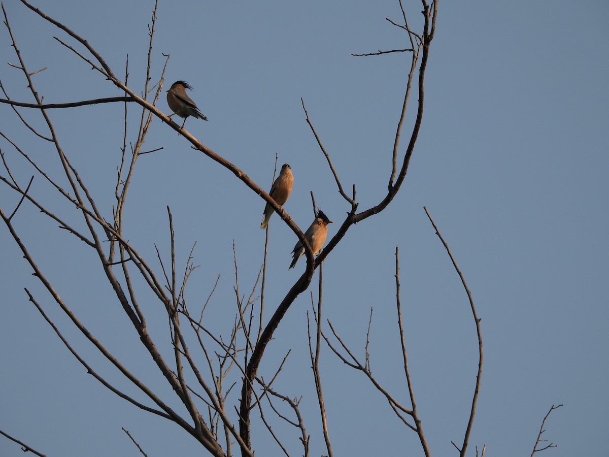 Brahminy Starling - ML659490389