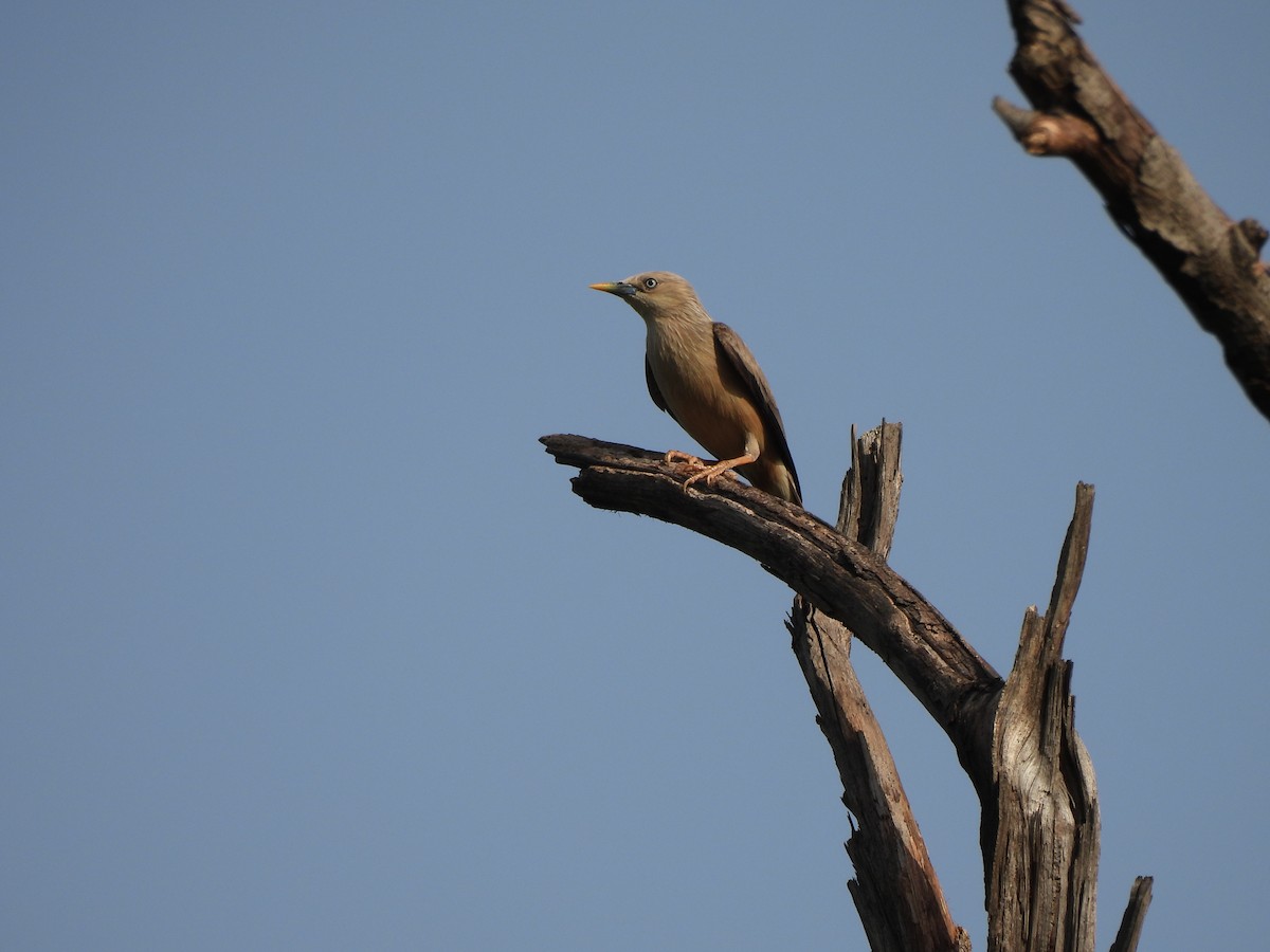 Chestnut-tailed Starling - ML659490405