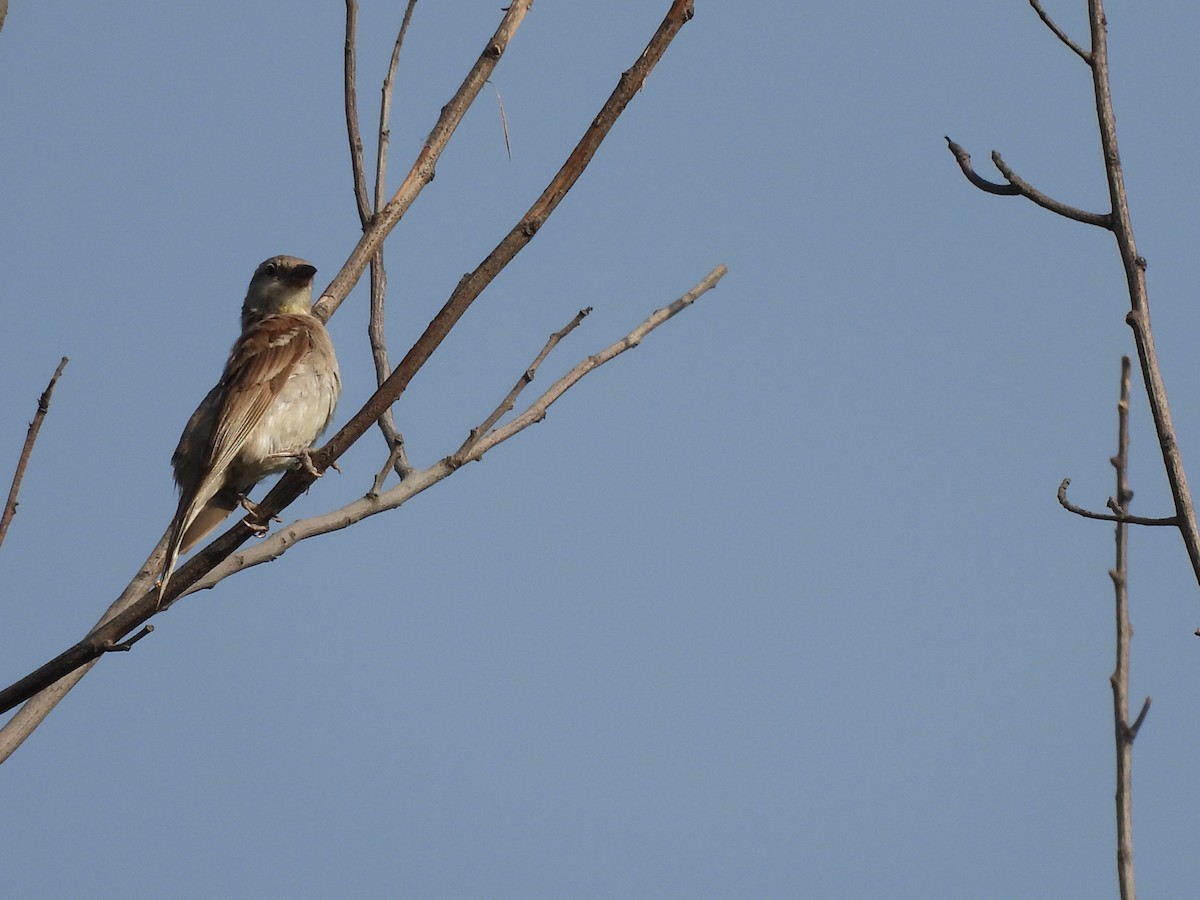 Yellow-throated Sparrow - ML659490413