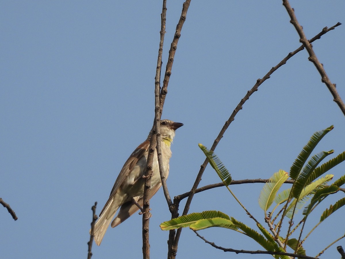 Yellow-throated Sparrow - ML659490438
