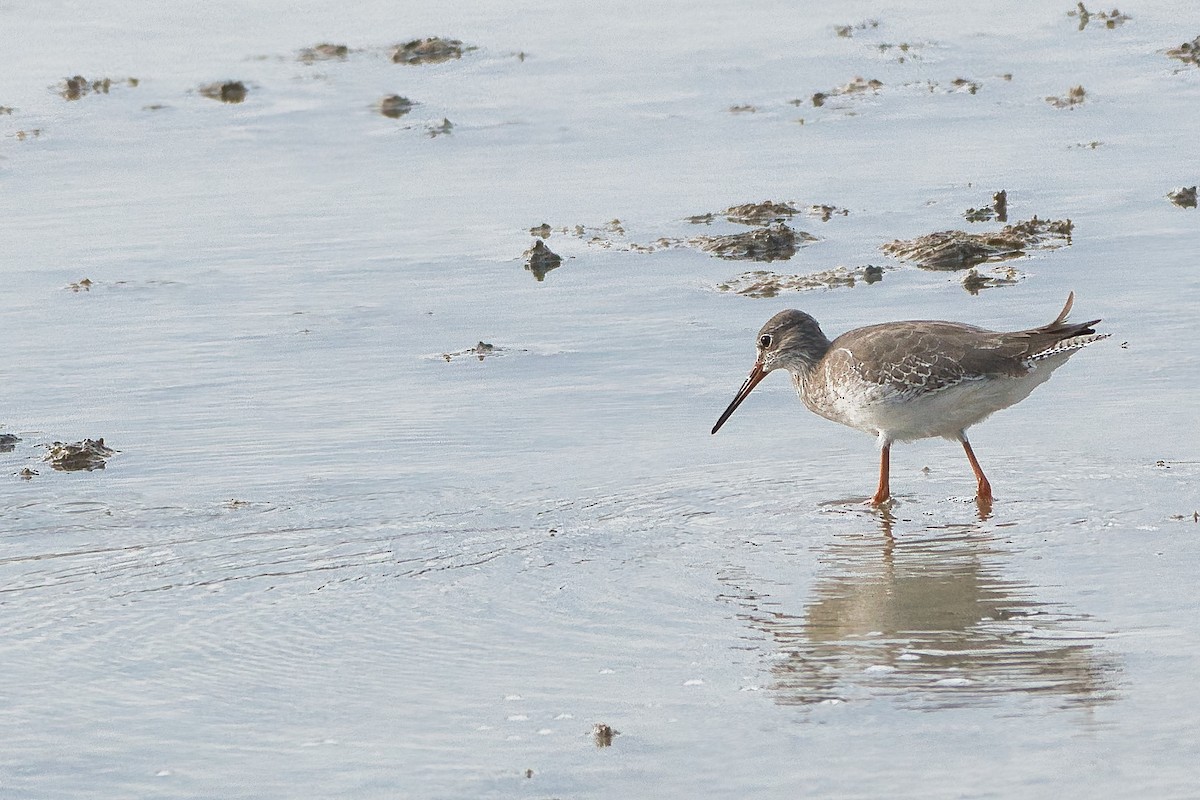 Common Redshank - ML659490612