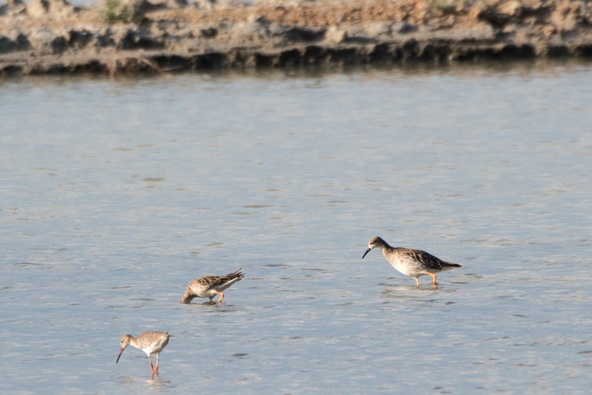 Ruff - ML659490691