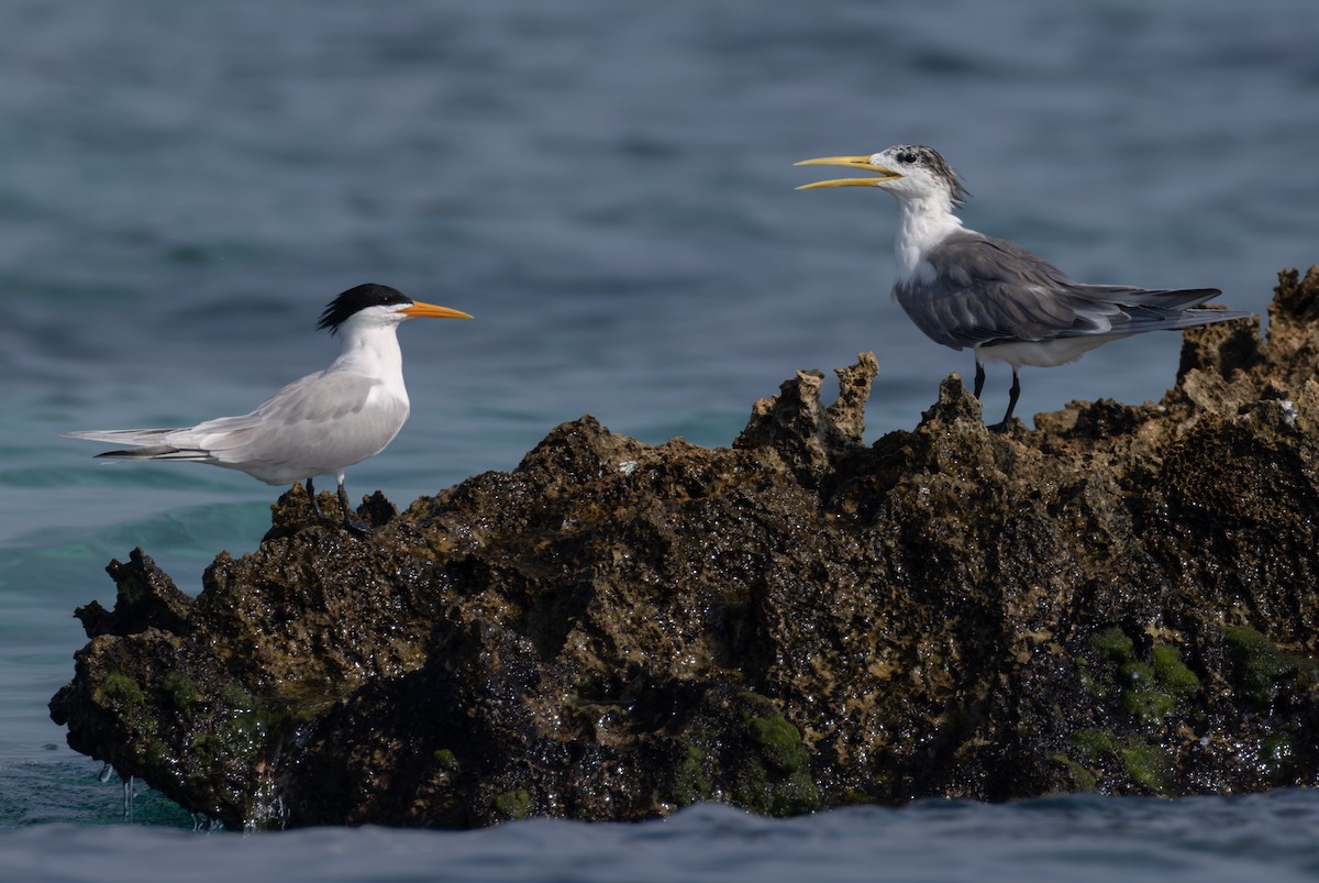 Great Crested Tern - ML659490908