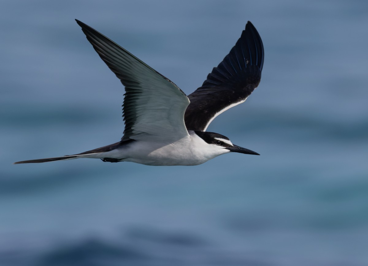 Bridled Tern - ML659490909
