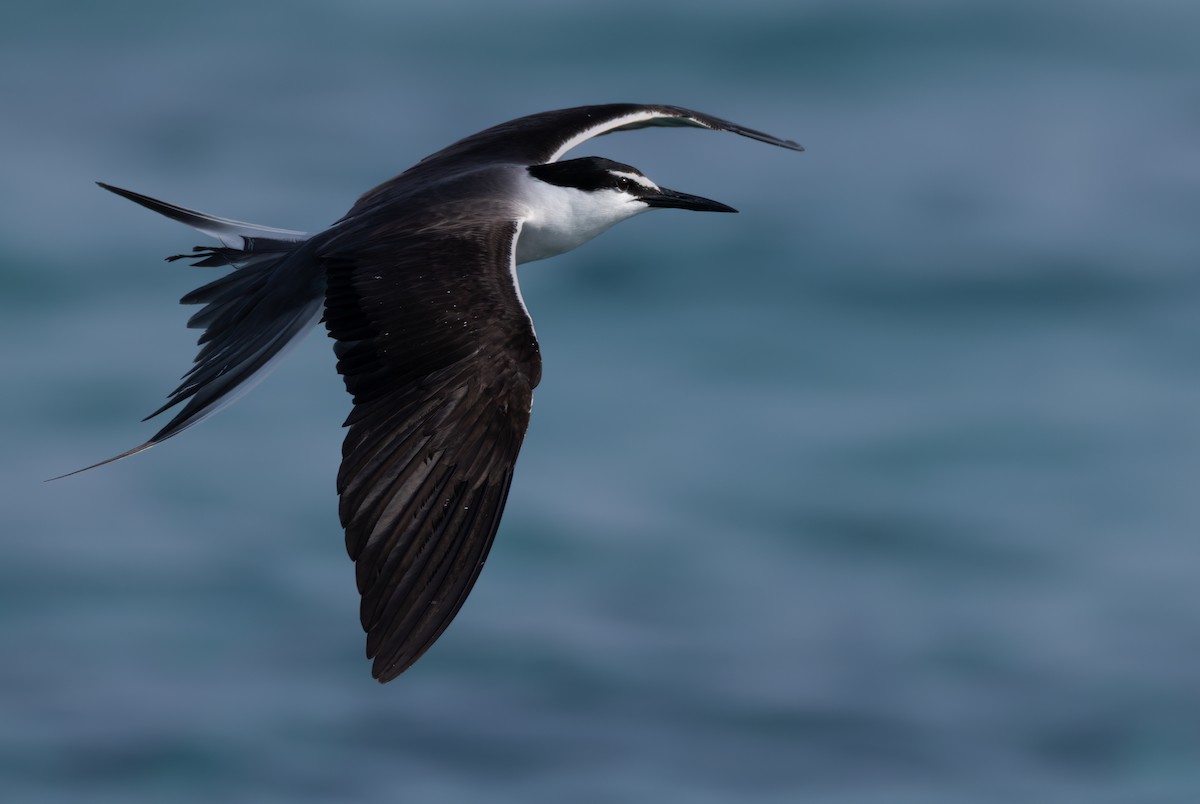 Bridled Tern - ML659490910