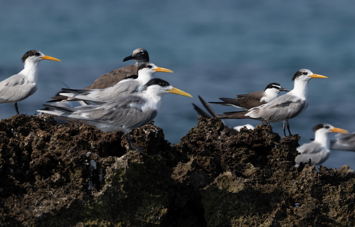Lesser Crested Tern - ML659490916